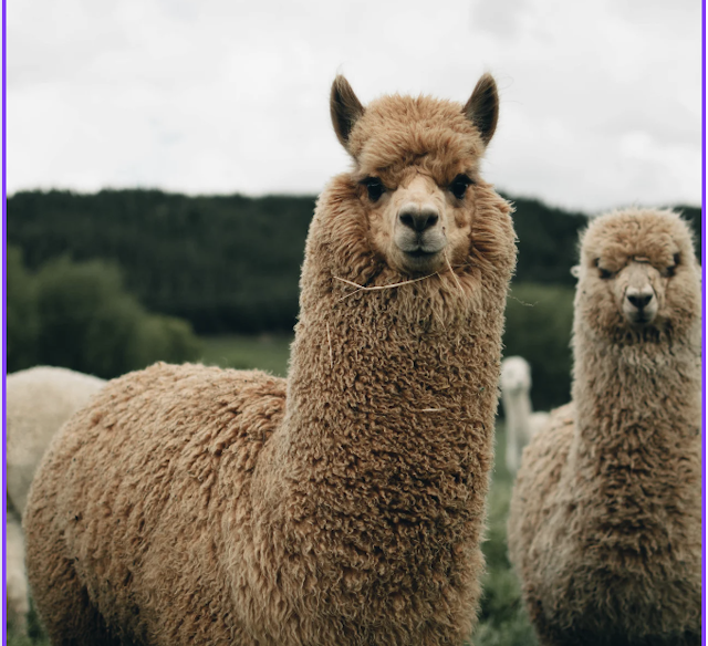 Moor View Alpacas Farm Open Days