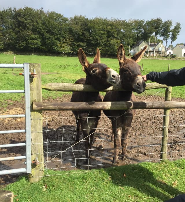 Tamar Valley Donkey Park
